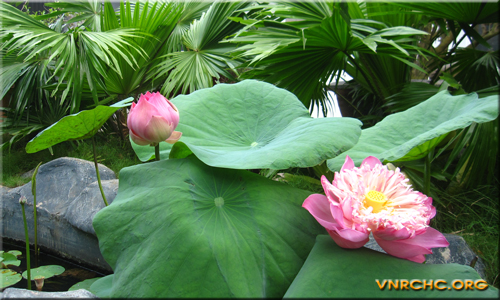 Đại lão Hòa thượng Thích Đức Nhuận vị Pháp chủ đầu tiên của Giáo Hội Phật giáo Việt Nam