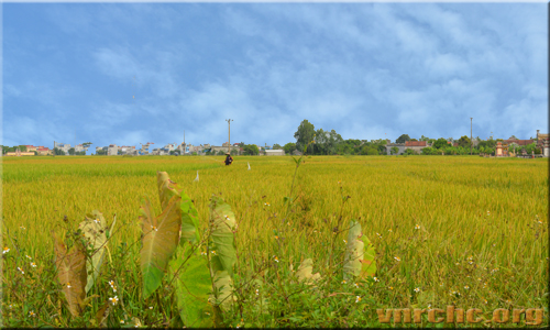 Những vụ án phi lý đã dẫn Thúy Kiều vào con đường lưu lạc 15 năm trời