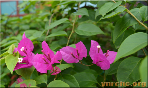 Vài điều sơ lược về tính kịch trong truyện Kiều của Nguyễn Du